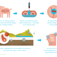 [Infographic of the Week] Superbugs: From Farm To You