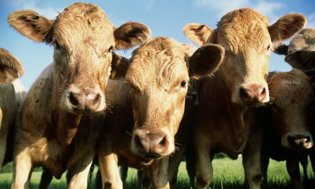 Aberdeen Angus cows