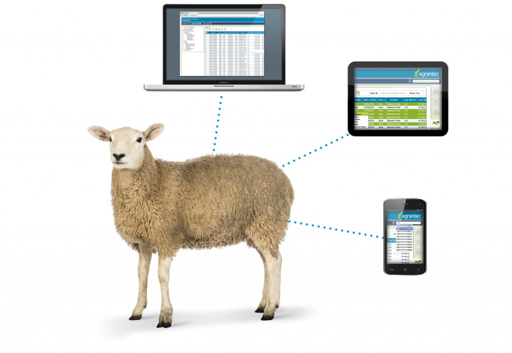 sheep-and-devices-2