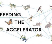 feeding-the-accelerator