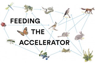 feeding-the-accelerator
