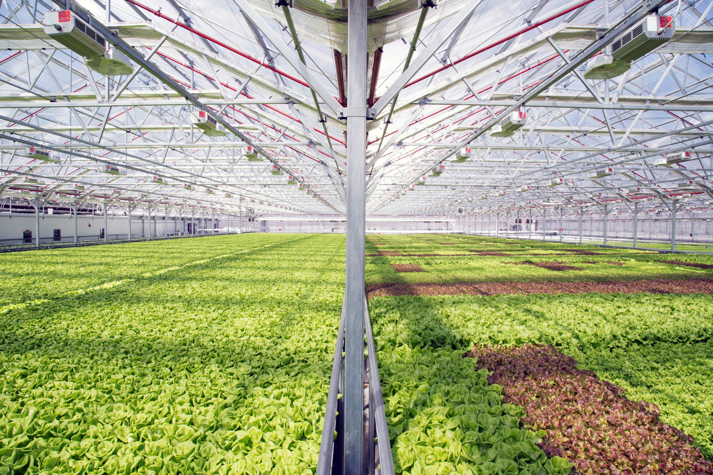 Gotham Greens Greenhouse